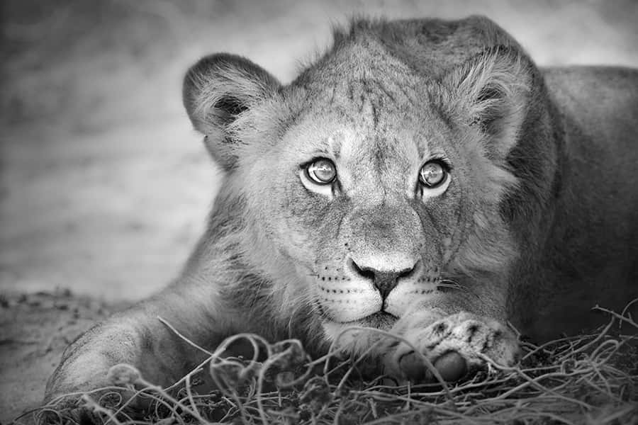 Wildes Afrika | Junger Löwe