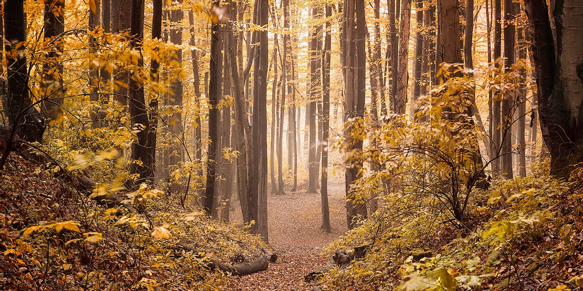 Wald mit Langen und dünnen Bäumen umgeben von Laub und gelben Blättern