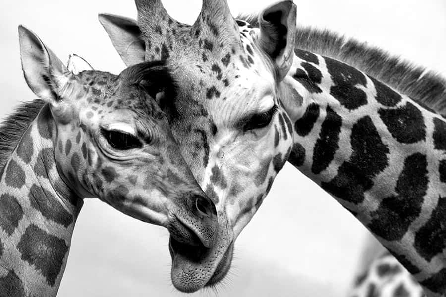 Wildes Afrika | Giraffe & junges