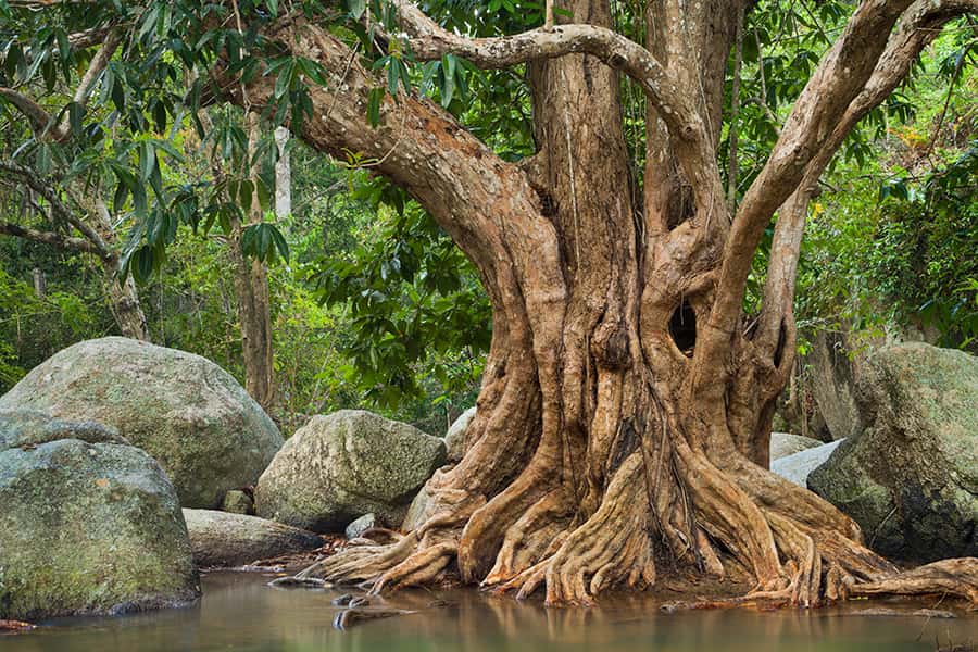 Ein großer Baum umgeben von einem Wald steht im Wasser