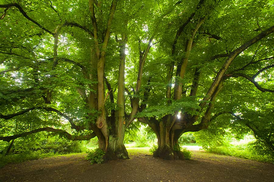 Zwei Bäume mit grünen Blättern auf braunem Boden