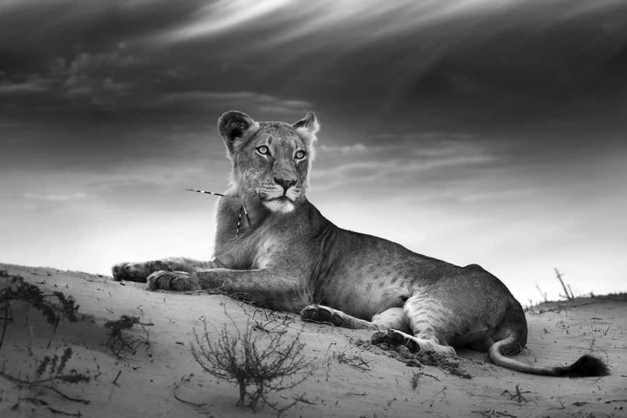 Wildes Afrika | Rastende Löwin
