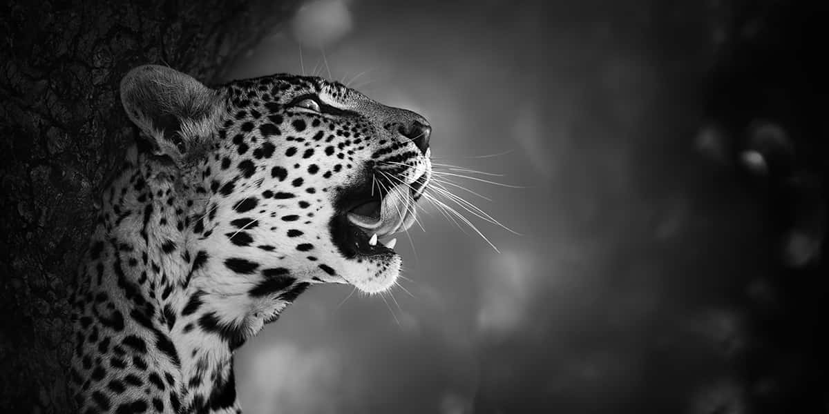 Wildes Afrika | Leopard