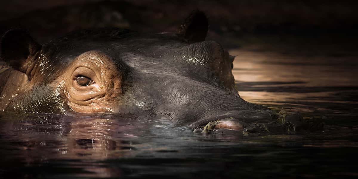 aufsteigendes Flusspferd im Wasser schaut zum Betrachter des Bildes