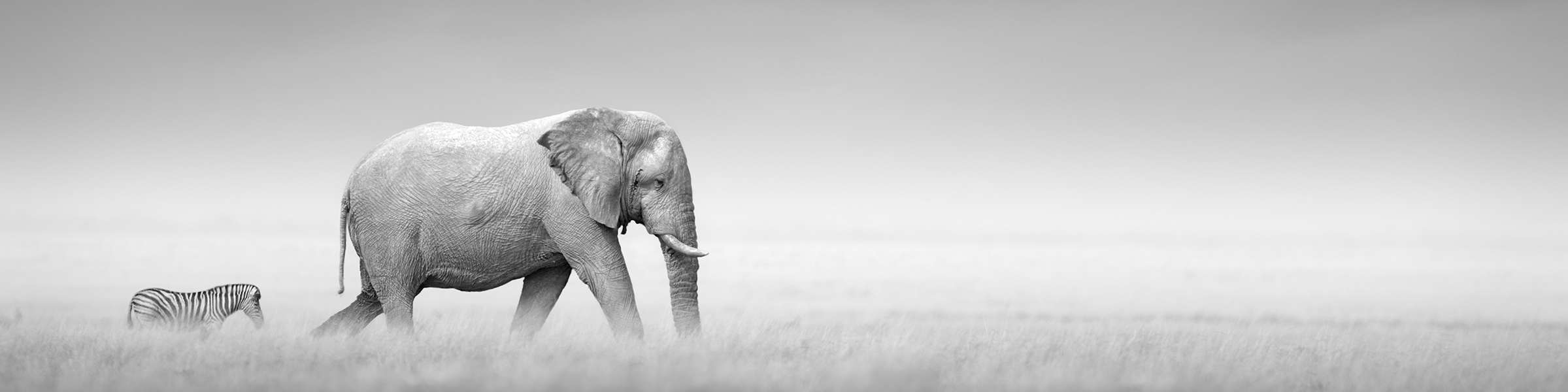 Wildes Afrika | Zebra & Elefant