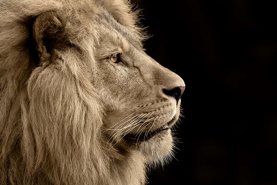 Seitenansicht eines Löwenkopf der nach rechts schaut 