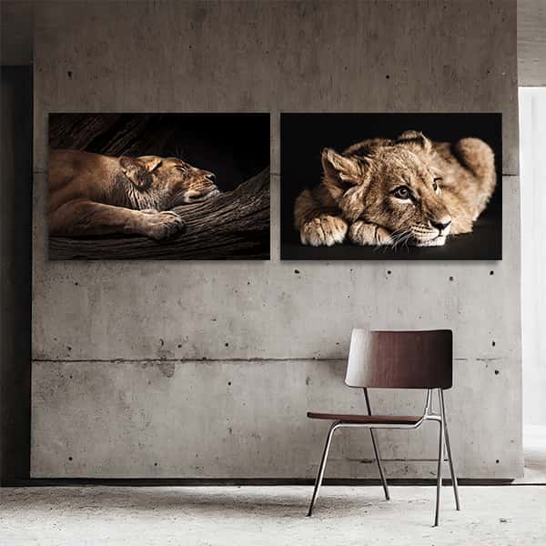 Bilderwände | Schlafende Löwin & Junger Löwe