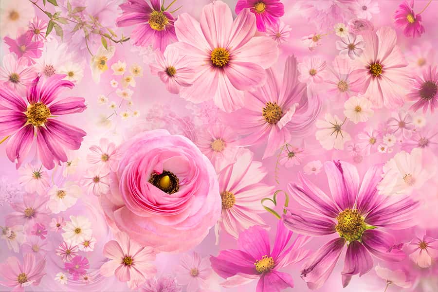 Ein Bild von Rosa Pflanzen auf pinkem Hintergrund