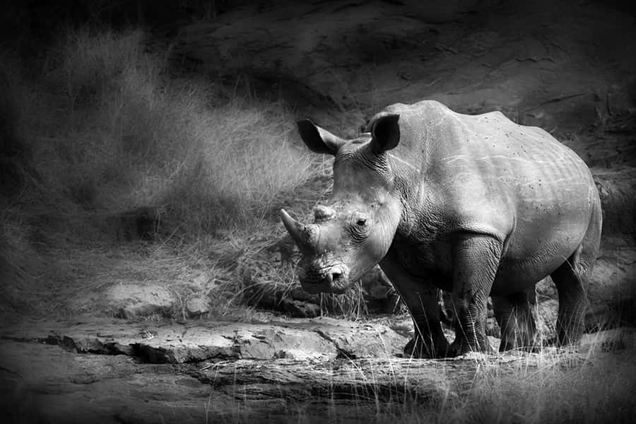Wildes Afrika | Nashorn am Wasserloch