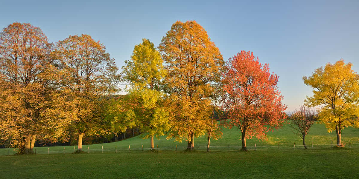 Eine Reihe von Bäume in herbstlichen Farben