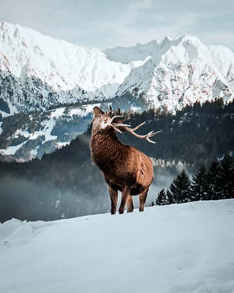 Ein Hirsch steht im tiefen Schnee vor einer Berg Landschaft