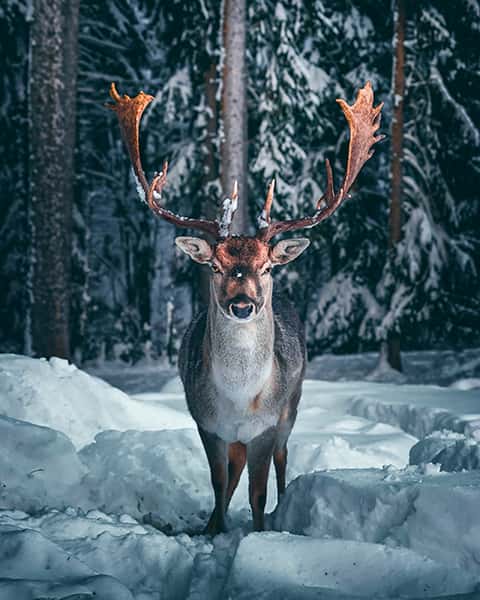 Ein majestätischer Hirsch steht in einer Winterlandschaft