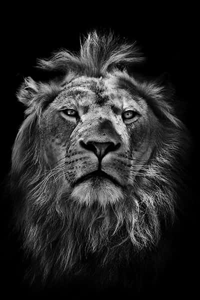 Wildes Afrika | Löwen Portrait