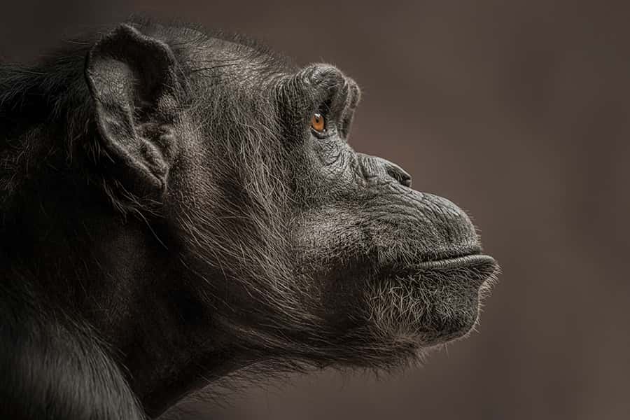 Seitenansicht eines schwarzen Schimpansen
