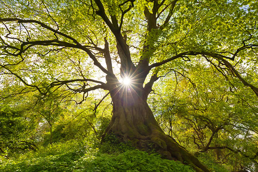 Ein Baum von unten Fotografiert mit grünen Blättern und Sonne die durchstrahlt