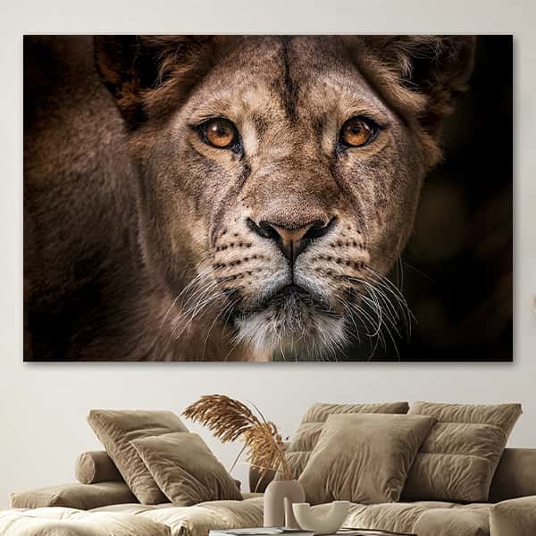 Eine Löwin schaut den Betrachter des Bildes direkt an