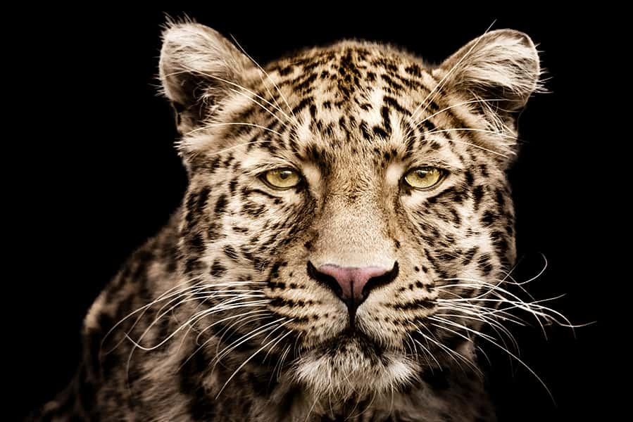 Das Gesicht eines Leopardens mit gelben Augen 