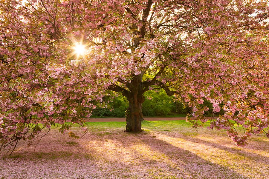 Ein Baum mit rosa Blühten und Blühten auf dem Boden