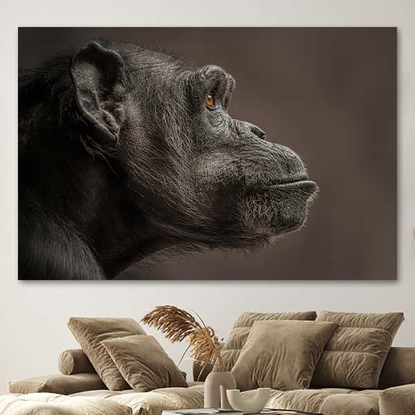 Seitenansicht eines schwarzen Schimpansen in einem Raummilieu