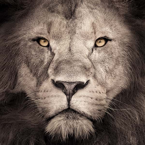 Ein böse schauender Löwe blickt mit seinen gelben augen frontal in die Kamera