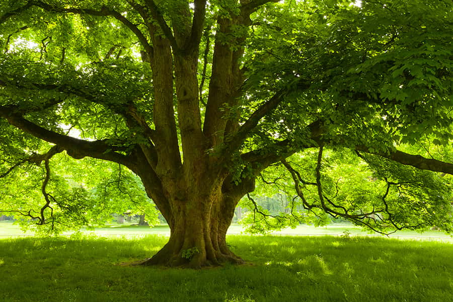 Ein Baum mit grünen Blättern auf grünem Boden
