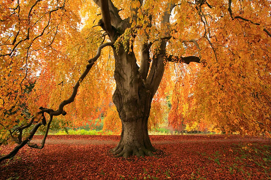 Ein Baum mit orangen Blättern und roten Blättern auf dem Boden