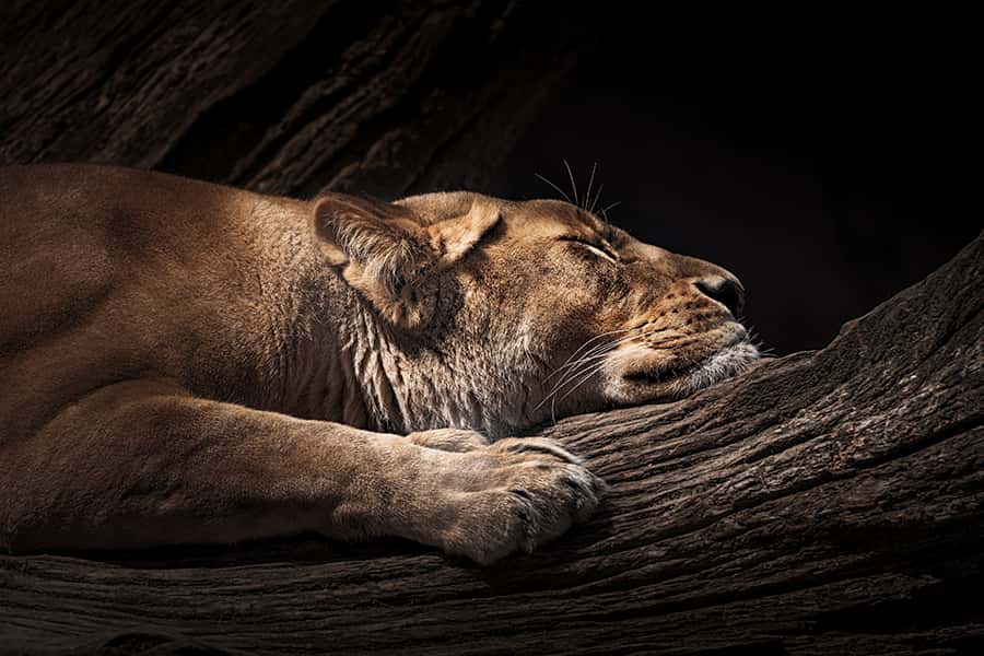 Eine schlafende Löwin liegt entspannt auf einem Stamm 