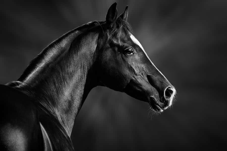 Wildes Afrika | Pferde Portrait