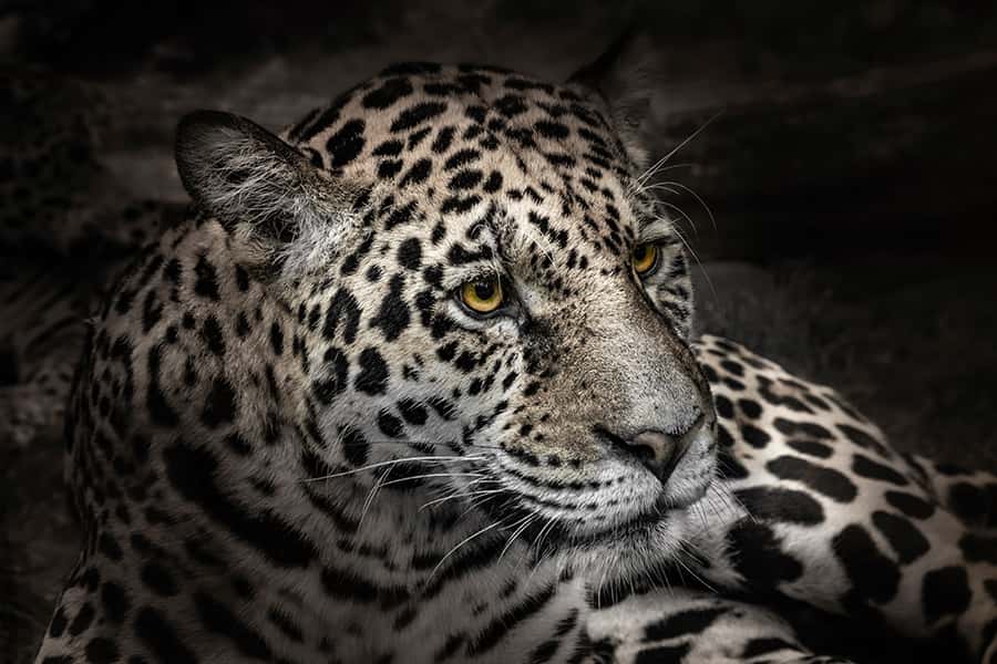 Ein Leopard liegt auf dem Boden und schaut fokussiert 
