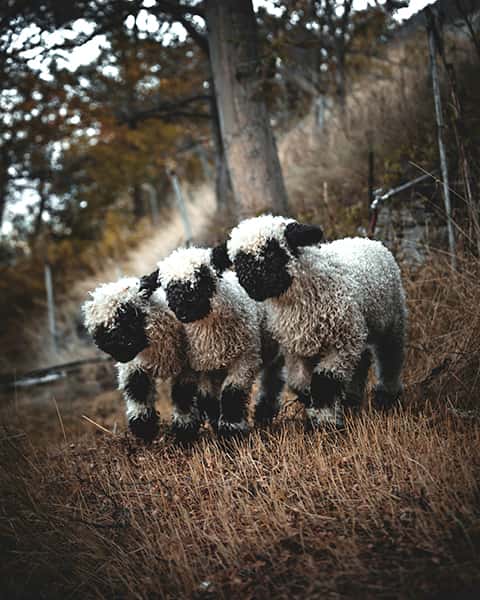 Drei kleine Schafe laufen im Gleichschritt über eine Wiesen 