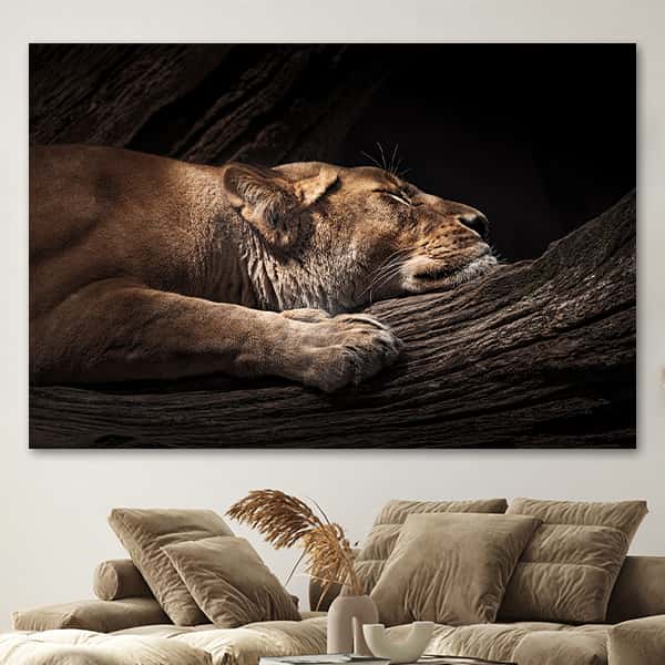 Eine schlafende Löwin liegt entspannt auf einem Stamm in einem Raummilieu