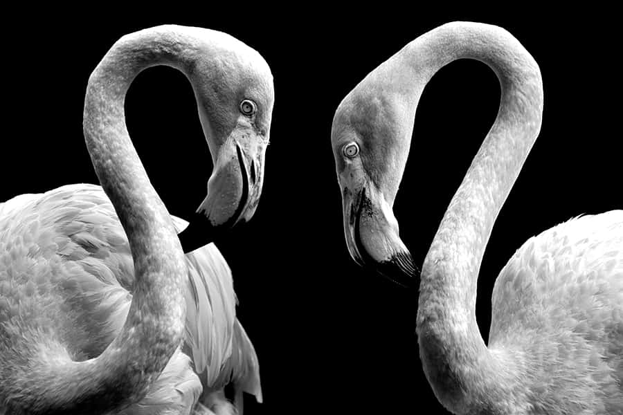 Wildes Afrika | Flamingos