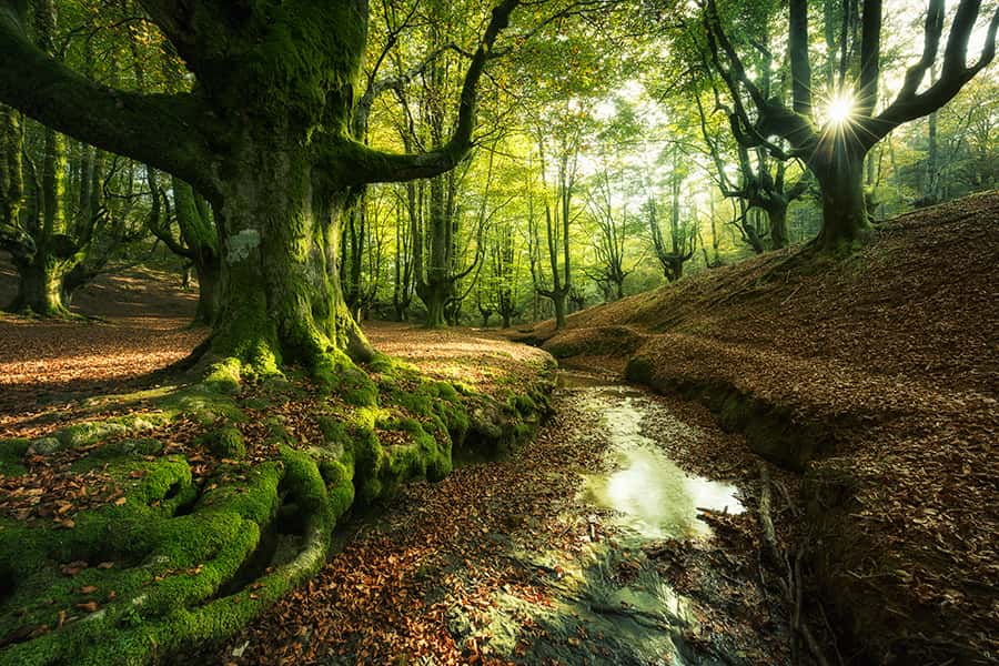 braune Blätter auf dem Boden und ein Weg durch den Wald mit Bäumen