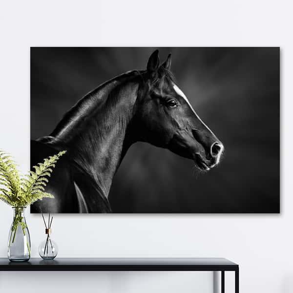 Wildes Afrika | Pferde Portrait