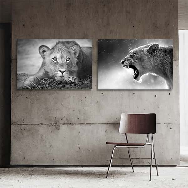 Bilderwände| Löwin & Junger Löwe