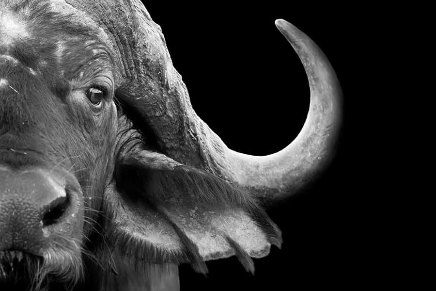 Wildes Afrika | Büffel