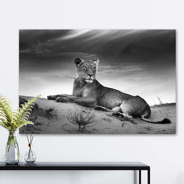 Wildes Afrika | Rastende Löwin