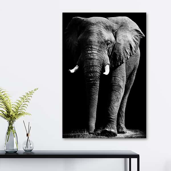 Wandbild Tiere | Elefant