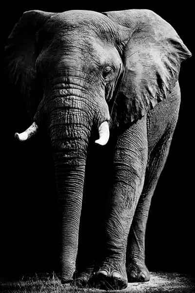 Wandbild Tiere Elefant 