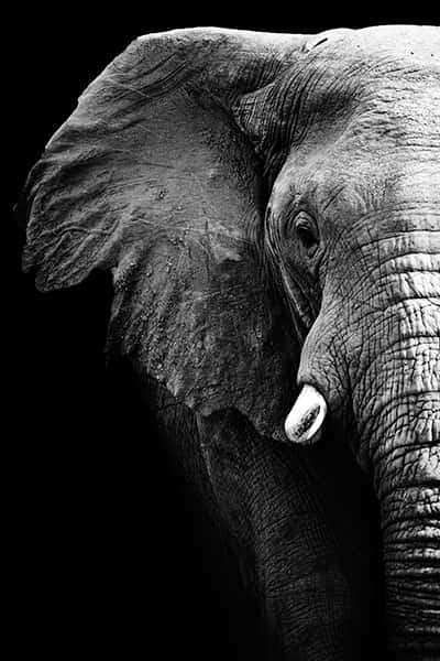 | Elefanten Wandbild Portrait Tiere
