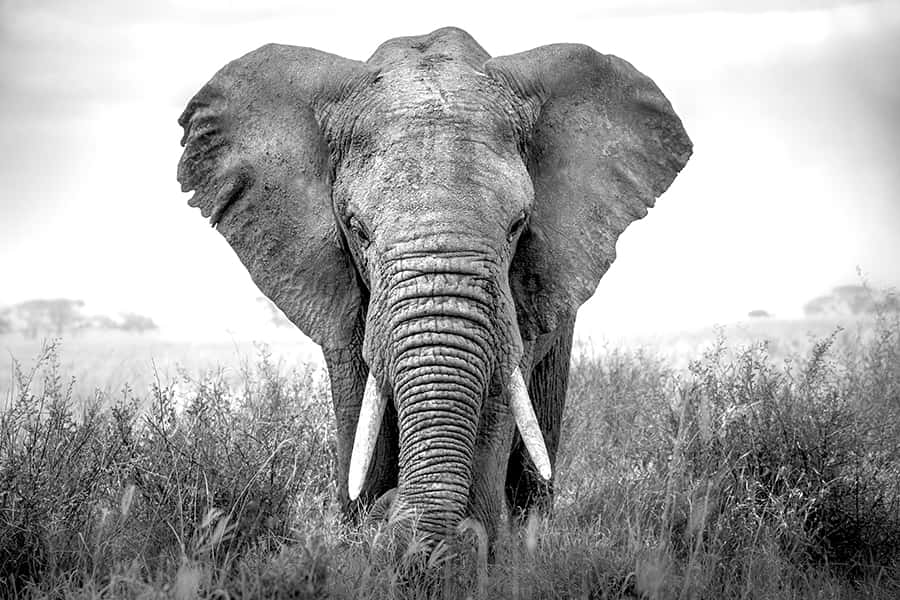 Tiere Wandbild Elefant |