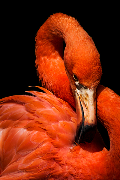 MANFRED SPIES | FLAMINGO